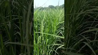 Grassy shoot of sugarcane/#agriculture /#plantsolution#sugarcane