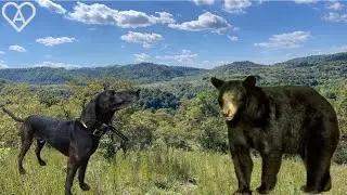 My dog Reign trees bear SOLO  + BONUS HUNT