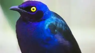Blue-eared Starling bird : Iridescent Beauty |Birds of Uganda - Greater Blue-eared Glossy Starling