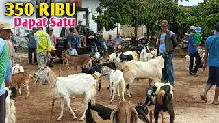 Harga Kambing Di Hari Rabu Satu Ekor Cuma 350 Ribu 