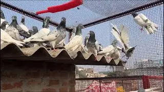 Teddy || Kamagar || Golden Kabootar For Sale || Nayaab : 7028188023