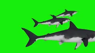 Sharks Swimming   | Green Screen: Chroma Key Full 1080p HD