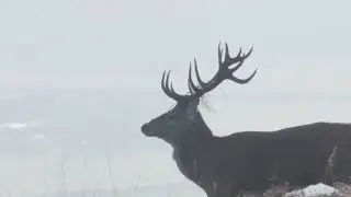 The Stag