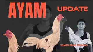 Update ayam muda Sango Farm Serpong