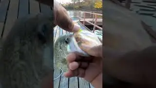 Черный краппи любит микроджиги