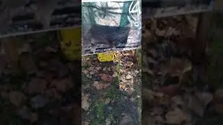 nicetargets challenge
