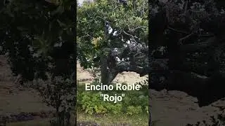 ENCINO ROJO