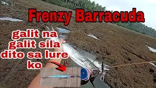 MLEP9 Frenzy Barracuda | Galit na galit sila sa lure ko | Medium light fishing Philippines