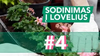 Augalų sodinimas į lovelius (konteinerius) | Mokomasis video #4