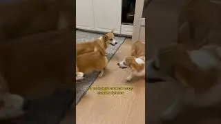Самое страшное если ты заведешь корги #милюков #корги #юмор
