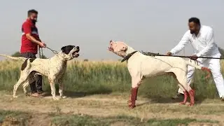 Bully Kutta For 1st Time Owner! is it safe?