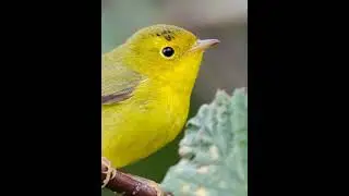 Wilson's Warbler: Small, energetic bird; yellow plumage; black cap; insectivorous; woodland habitats