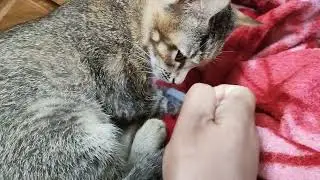 How to give Liquid Medicine to Cat #cat #catvideos #kitten 