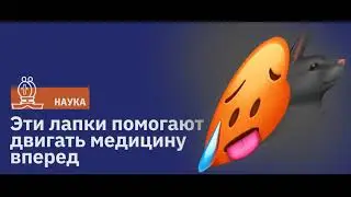 Эти лапки помогают двигать медицину вперед / Подкаст Newoчём / АУДИО