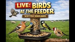 🔴Live Ai Smart + Interactive Wild  Bird Feeder Camera 🐦