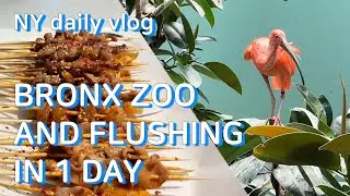 Bronx Zoo and Flushing in one day! - vlog of an architect in NY