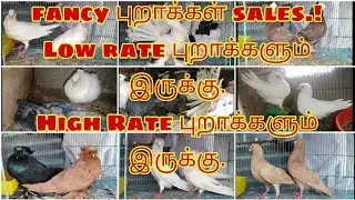  FANCY & கர்ண புறாக்கள் sales in low price #vpmpets #pigeon #dove#fancydove #kerala #birds #chennai 
