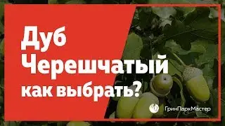 Дуб черешчатый (Quercus robur) и липа описание болячек, на что стоит обратить внимание при покупке