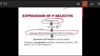 #Selectin|#selectinfamily|#cell adhesion Molecules|#CAMs|L-selectin#E-Selectin#P-Selectin