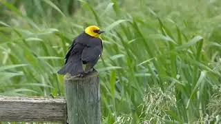 Yellow headed blackbird (Murray Marsh)