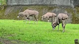 東非劍羚Beisa Oryx/Taipei Zoo 