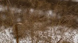 Why You Need To Create Winter Deer Habitat