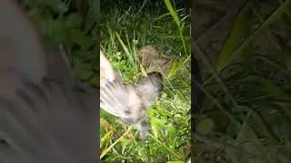 Nangkap burung tikusan malam hari #burungtikusan #shorts #nangkapburung