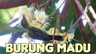 Burung madu makan bunga jambu air
