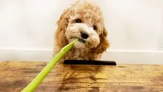 ASMR Dog Reviewing Human Food | MUKBANG | Cavoodle