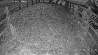 Zubria zvernica (cam212) 18.01.2026 o 06:55