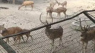 #बारहसिंघा #हिरण #चीतल #जानवर #लखनऊ का चिड़ियाघर ll#deerhunting #stag #live #wilds #animalsvideo