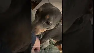 Dog sniffing human asmr video to help you relax and sleep. Deep sniffs. #asmr #asmrsounds #sniffing