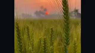 @NatureAndLife007 #shorts #video #shortvideo Wheat Field in Winter morning #birds #sunrise #field 
