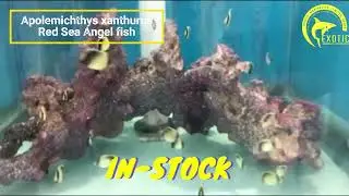 Apolemichthys xanthurus IN-STOCK