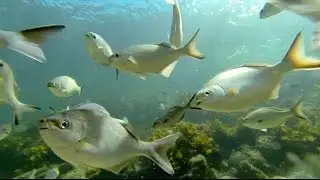 The best beach for snorkeling in Perth, WA - a tour of the reef at Cottesloe