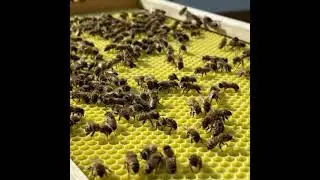 Bees by WillieTheBeeMan