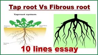 Tap root Vs Fibrous root || 10 lines || Tap root || Fibrous root
