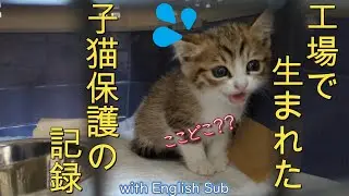 工場で生まれた子猫を保護した話