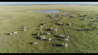 THINK Zebra Migration | Jack&rsquo;s Camp | Makgadikgadi Salt Pans, Botswana