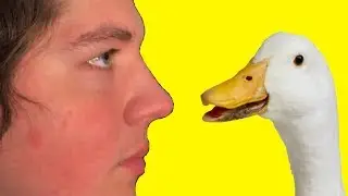 Blunter's New Pet