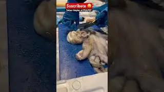 Sabes c&oacute;mo limpiar el pulpo? #tutorial #comida #fishing #viral #trending #asmr #gym #espa&ntilde;a #espn