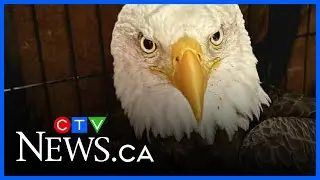 Injured bald eagle rescued by Ottawa Valley mother and son