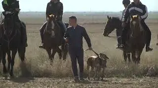 GALGOS 2021 PRELIMINARES CASTILLA LA MANCHA