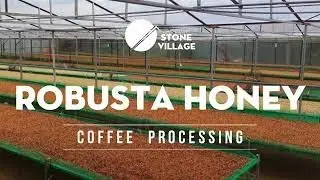 FINE ROBUSTA VIETNAM - WINEY HONEY PROCESSING