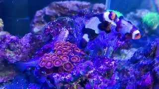 Мой мини риф. Nano Cube 60 L.   Пять месяцев с запуска .