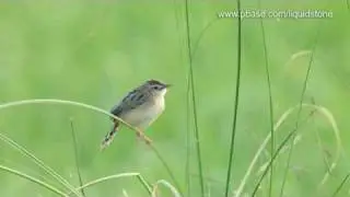 Zitting Cisticola