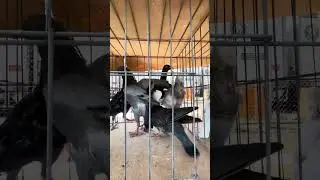 Pigeon swap&sell October 14, 2024 #tipplerpigeon #pigeon #bird #birdspecies #flyinganimals