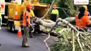 Tree Cutting in Parramatta - Tall Timbers Tree Services - InfoIsInfo