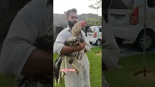 MashaAllah..😍 Parrot Beak Aseels Setup..❤️🔥 #aseel #chicken #pets #shortsfeed #viralshorts