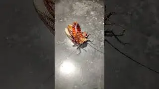 Cockroach sound #youtubeshorts #insects #cockroach #short